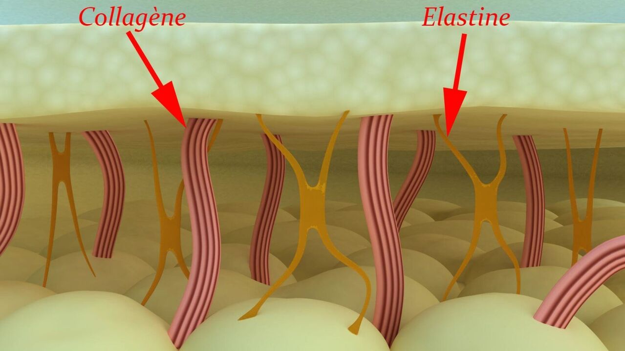 Coláxeno e elastina - proteínas estruturais da pel